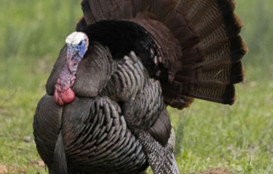 Ohio's Spring Turkey Hunting Season Ends with Record Harvest of 15,911 Birds
