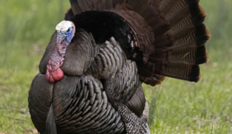 Ohio's Spring Turkey Hunting Season Ends with Record Harvest of 15,911 Birds