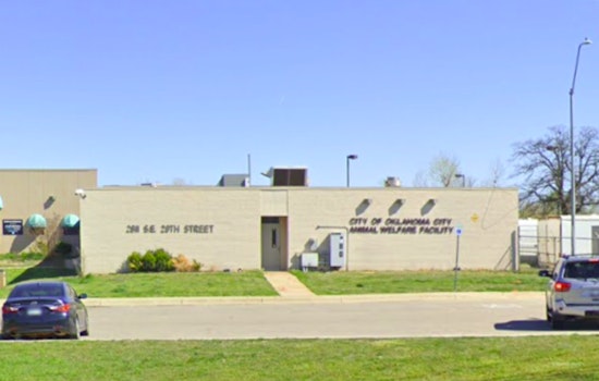 Oklahoma City Animal Welfare Offers Free and Discounted Adoptions Amid Overcrowding Crisis