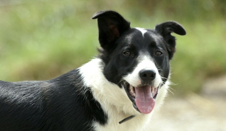 Oklahoma City Celebrates National Dog Party Day with Sponsored Adoptions and Joyful Walks at Local Shelter