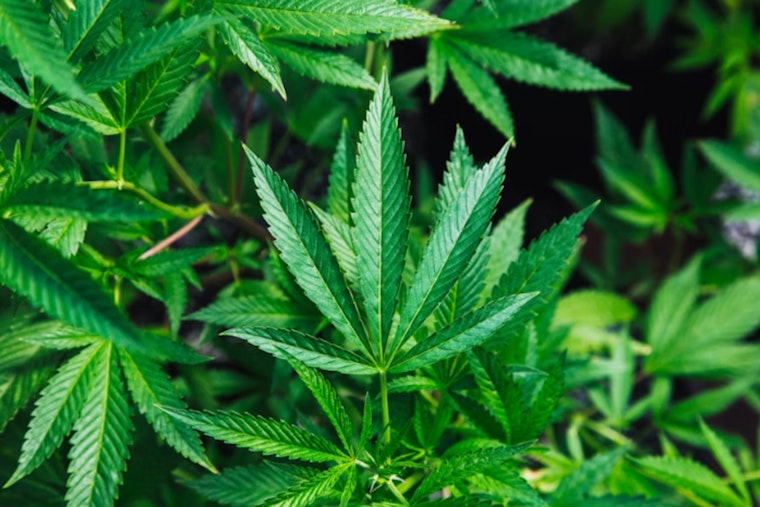 Chinese Gang's Sprawling 40K-Plant Marijuana Empire Busted by Feds, Two Oklahoma Counties Involved