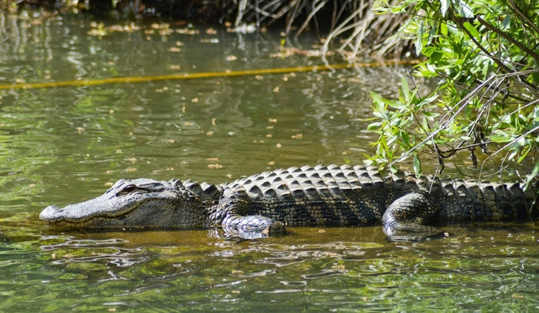 Orange Park Police Advise Caution During Alligator Mating Season in Florida