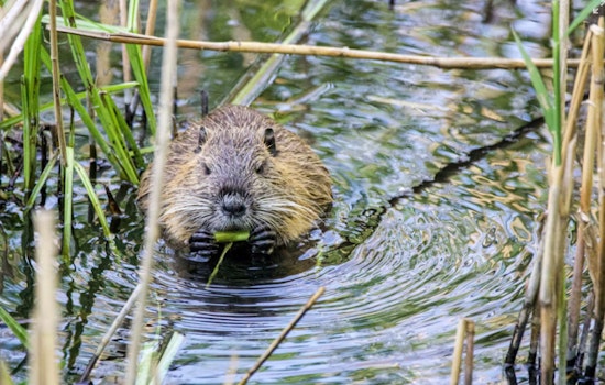 Oregon Senate Passes Bill to Utilize Beavers for Waterway Restoration and Protection