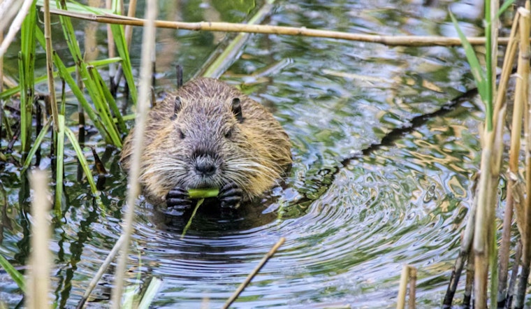 Oregon Senate Passes Bill to Utilize Beavers for Waterway Restoration and Protection