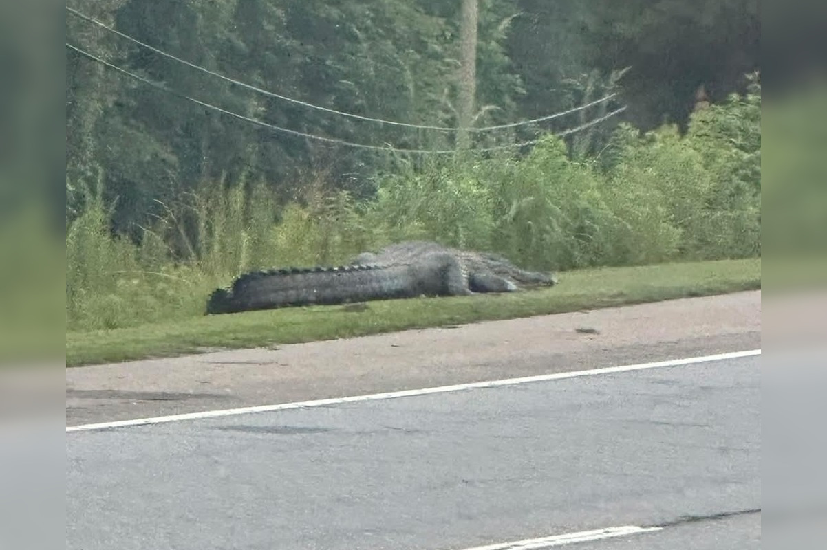 ●ALLIGATOR CITY Peachtree City Mourns Loss of Beloved Alligator Flat Creek Floyd After