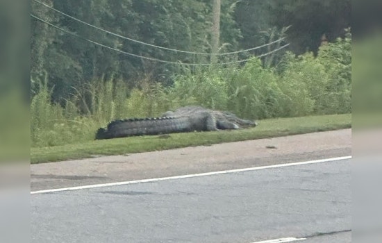 Peachtree City Mourns Loss of Beloved Alligator Flat Creek Floyd After Vehicle Collision