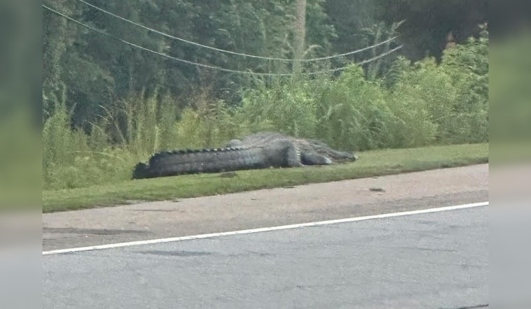 Peachtree City Mourns Loss of Beloved Alligator Flat Creek Floyd After Vehicle Collision