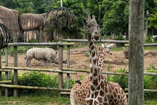 Peoria Zoo Celebrates Giraffe's Successful Recovery After Innovative Eye Surgery