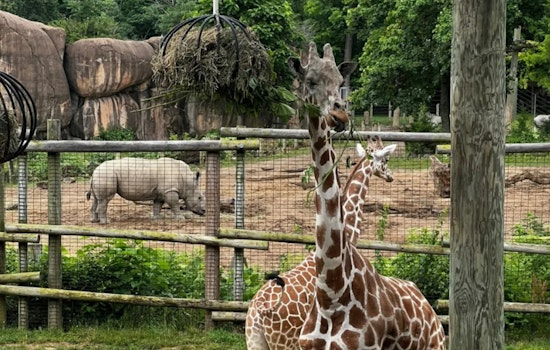 Peoria Zoo Celebrates Giraffe's Successful Recovery After Innovative Eye Surgery