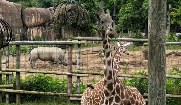 Peoria Zoo Celebrates Giraffe's Successful Recovery After Innovative Eye Surgery