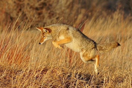 Phoenix and Scottsdale Residents on Alert After Coyote Attacks Claim Pets and Endanger Locals