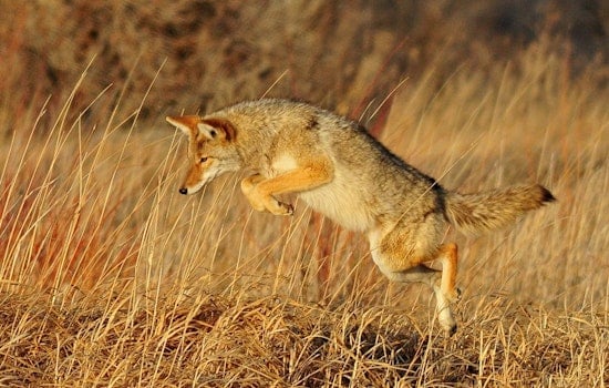 Phoenix and Scottsdale Residents on Alert After Coyote Attacks Claim Pets and Endanger Locals