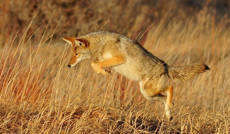 Phoenix and Scottsdale Residents on Alert After Coyote Attacks Claim Pets and Endanger Locals