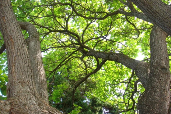 Portland Slashes Tree Permit Fees to Foster Greener Cityscape Through PCEF Funding