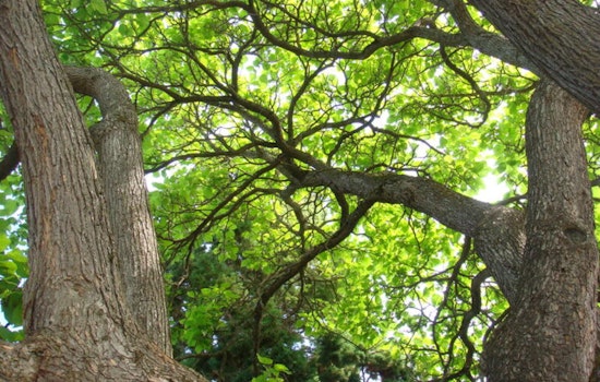 Portland Slashes Tree Permit Fees to Foster Greener Cityscape Through PCEF Funding