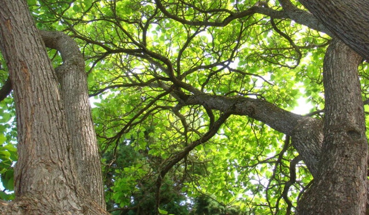 Portland Slashes Tree Permit Fees to Foster Greener Cityscape Through PCEF Funding