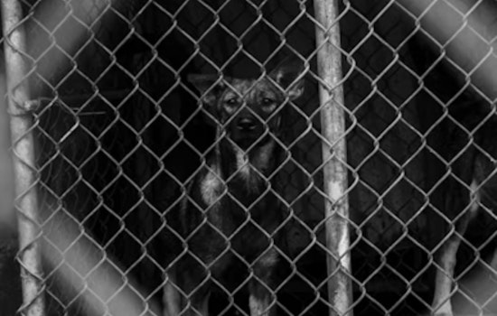 Price, Utah Pair Charged with Aggravated Animal Cruelty for Abandoning 15 Dogs in San Rafael Swell