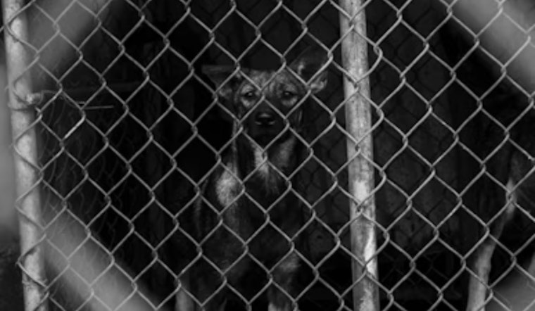 Price, Utah Pair Charged with Aggravated Animal Cruelty for Abandoning 15 Dogs in San Rafael Swell