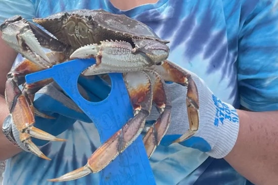 Puget Sound Recreational Crabbing Season to Kick Off July 3 with Sustainable Measures in Place