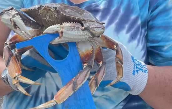 Puget Sound Recreational Crabbing Season to Kick Off July 3 with Sustainable Measures in Place