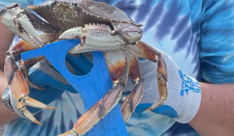 Puget Sound Recreational Crabbing Season to Kick Off July 3 with Sustainable Measures in Place