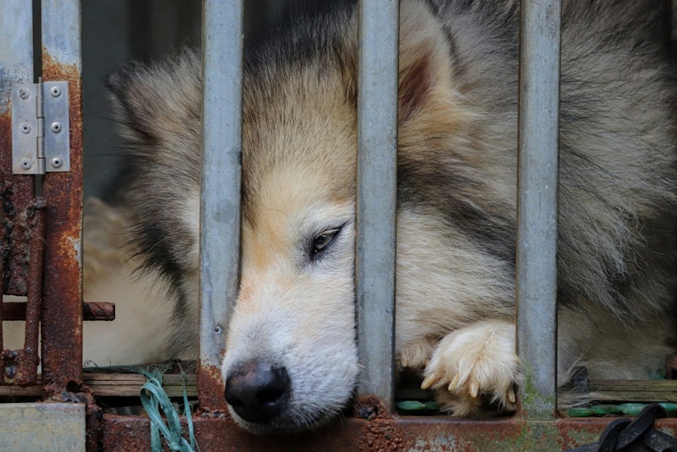 Puppy Luv Rescue Owners Charged with Animal Cruelty, Surprise Community Rallies for Abandoned Dog