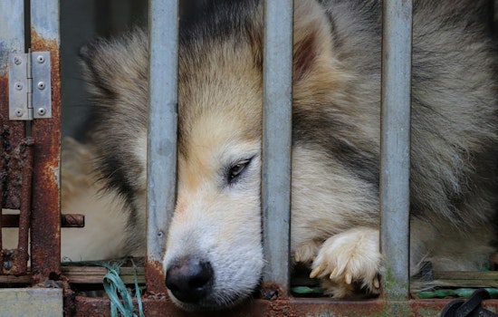 Puppy Luv Rescue Owners Charged with Animal Cruelty, Surprise Community Rallies for Abandoned Dog