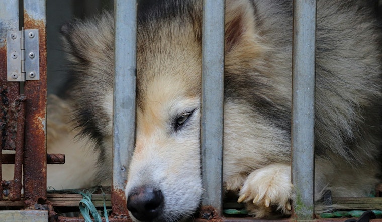Puppy Luv Rescue Owners Charged with Animal Cruelty, Surprise Community Rallies for Abandoned Dog