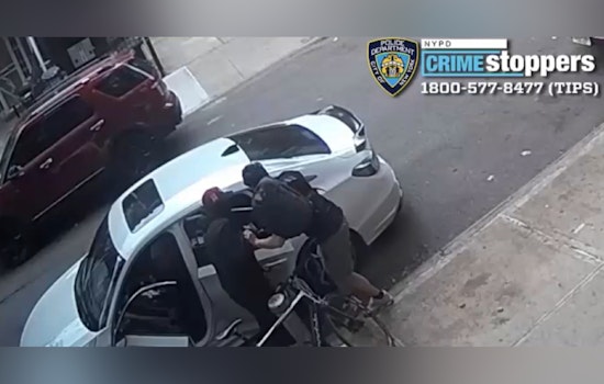 Queens Community on Edge as Robbery Spree Leads to Theft of Valuables and French Bulldogs with NYPD Actively Seeking Suspects