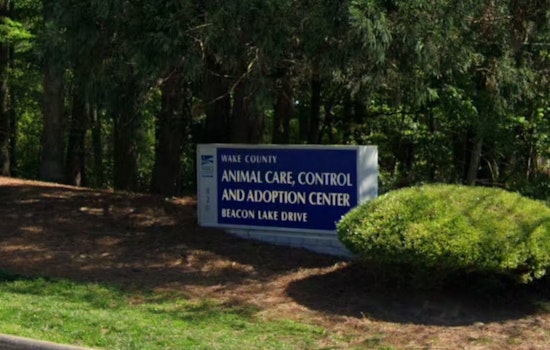 Rabies Alert in Wake Forest, Health Officials Respond After Rabid Fox Bites Local Man