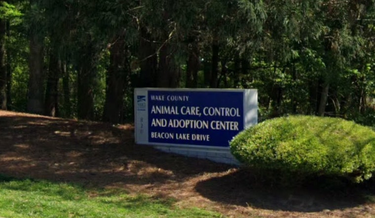 Rabies Alert in Wake Forest, Health Officials Respond After Rabid Fox Bites Local Man