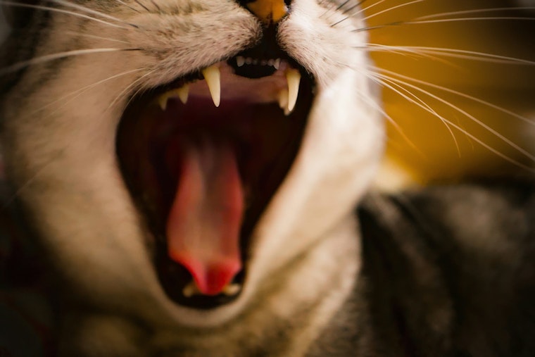 Rabies Alert Issued in St. Johns County After Cat Tests Positive as Residents Are Urged to Take Precautions
