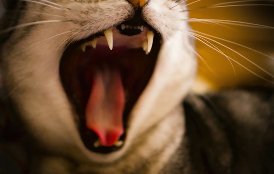 Rabies Alert Issued in St. Johns County After Cat Tests Positive as Residents Are Urged to Take Precautions