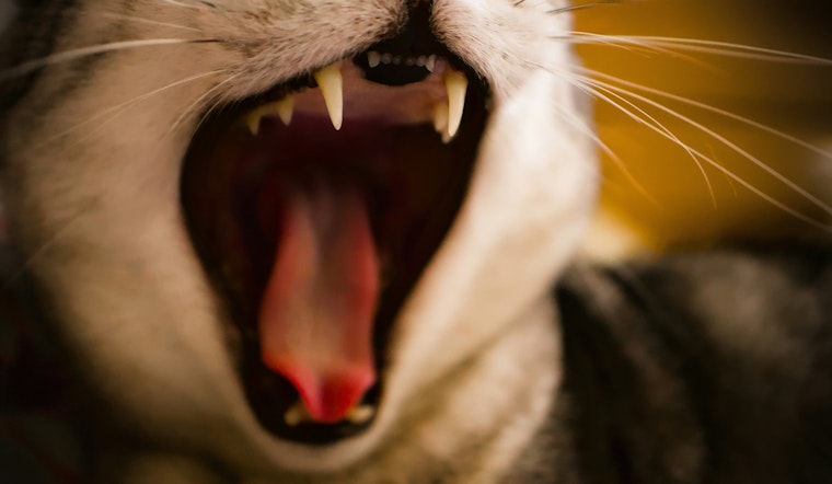 Rabies Alert Issued in St. Johns County After Cat Tests Positive as Residents Are Urged to Take Precautions