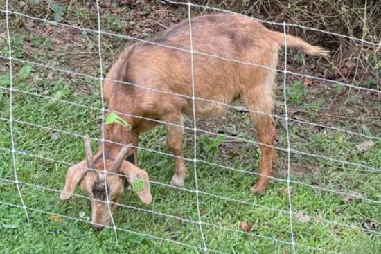 Raleigh Parks Embraces Sustainable Landscaping with Goat Crew at Dix Park