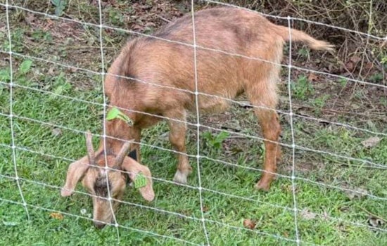 Raleigh Parks Embraces Sustainable Landscaping with Goat Crew at Dix Park