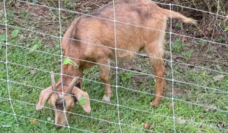 Raleigh Parks Embraces Sustainable Landscaping with Goat Crew at Dix Park