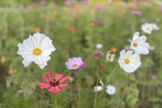 Raleigh Parks to Celebrate Pollinator Week with Free Native Plant Giveaway