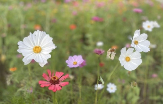 Raleigh Parks to Celebrate Pollinator Week with Free Native Plant Giveaway