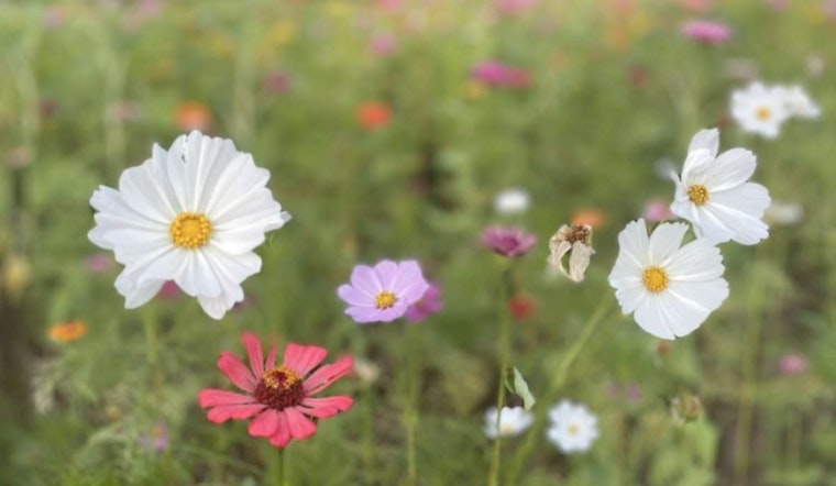 Raleigh Parks to Celebrate Pollinator Week with Free Native Plant Giveaway