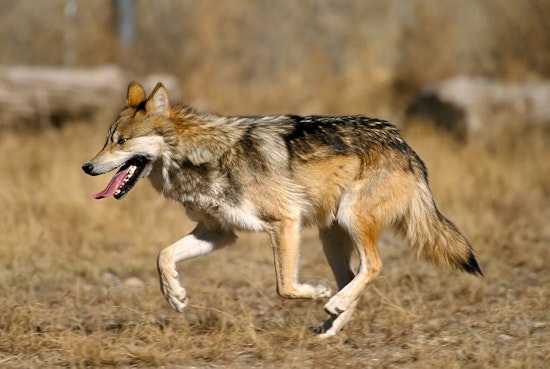 Representative Gail Griffin Advocates for Removal of Mexican Gray Wolf from Endangered Species Act in Arizona