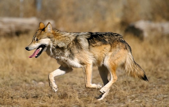Representative Gail Griffin Advocates for Removal of Mexican Gray Wolf from Endangered Species Act in Arizona