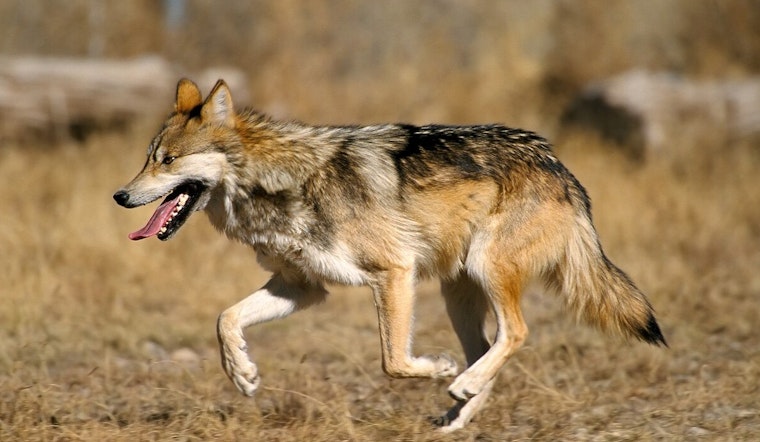 Representative Gail Griffin Advocates for Removal of Mexican Gray Wolf from Endangered Species Act in Arizona