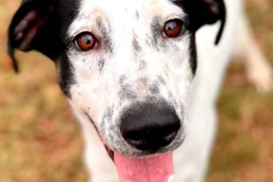 Round Rock Public Library Hosts Pet Food Drive for Williamson County Shelter with Chance to Win Mini Golf Passes