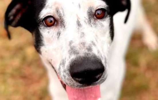 Round Rock Public Library Hosts Pet Food Drive for Williamson County Shelter with Chance to Win Mini Golf Passes