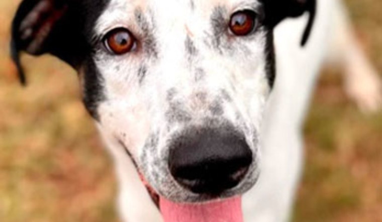 Round Rock Public Library Hosts Pet Food Drive for Williamson County Shelter with Chance to Win Mini Golf Passes