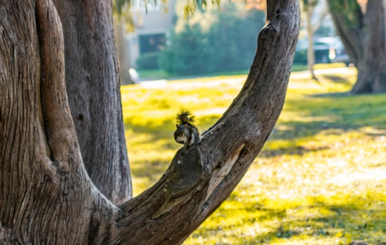 Sacramento City Council Unanimously Passes Urban Forest Plan to Expand Tree Canopy and Combat Heat Islands