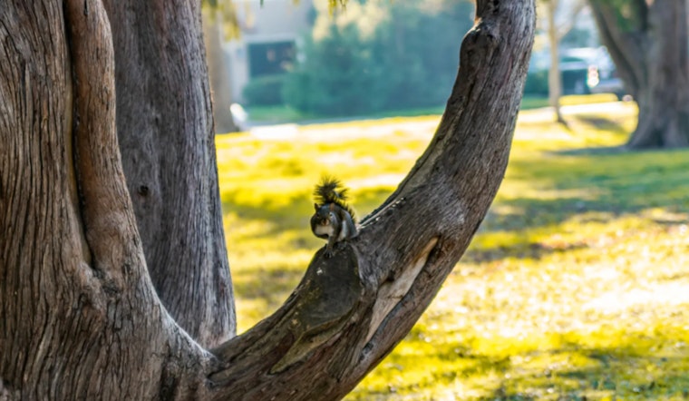 Sacramento City Council Unanimously Passes Urban Forest Plan to Expand Tree Canopy and Combat Heat Islands