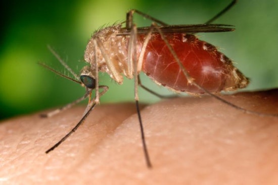 San Diego's Rolando Neighborhood on Alert as Mosquitoes Test Positive for West Nile Virus