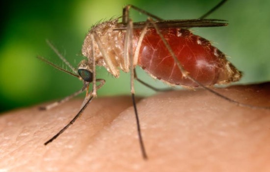 San Diego's Rolando Neighborhood on Alert as Mosquitoes Test Positive for West Nile Virus